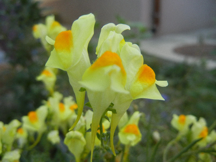 Linaria vulgaris (2012, September 09)