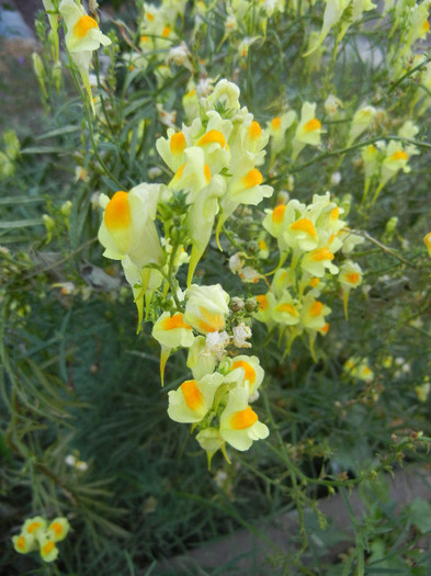 Linaria vulgaris (2012, September 09)