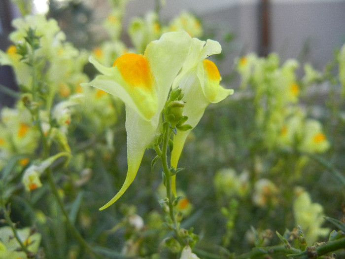 Linaria vulgaris (2012, September 09) - Linaria vulgaris