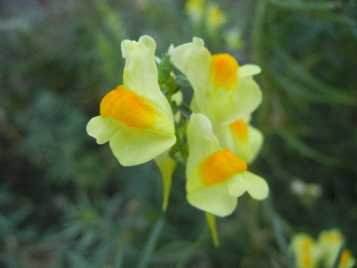 Linaria vulgaris (2012, September 09)