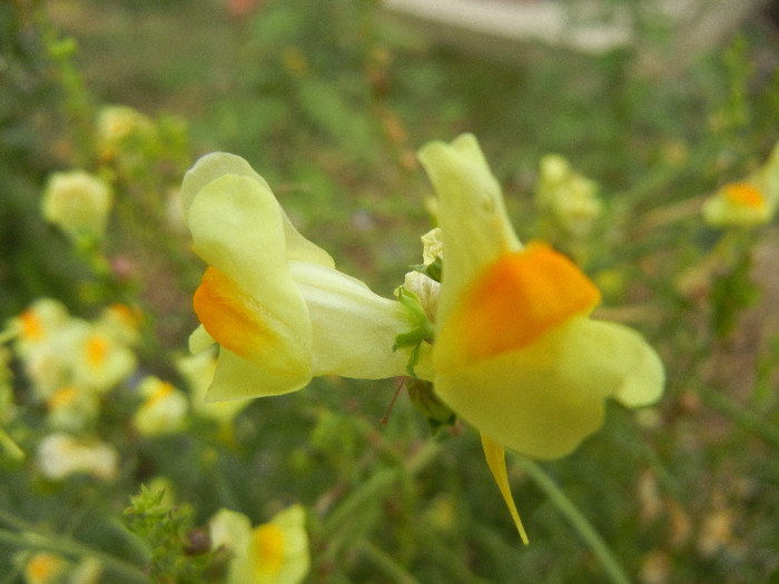 Linaria vulgaris (2012, September 20) - Linaria vulgaris