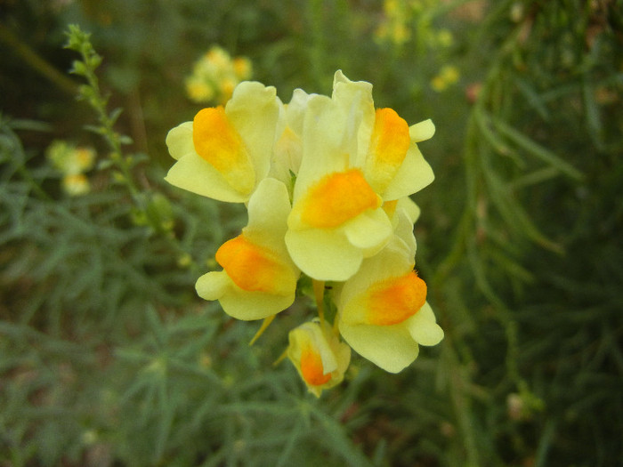 Linaria vulgaris (2012, September 20) - Linaria vulgaris