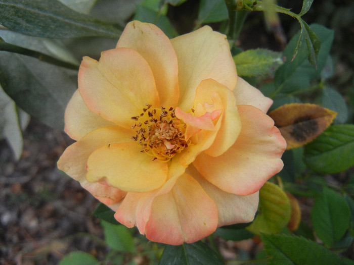 Orange Miniature Rose (2012, Sep.20)