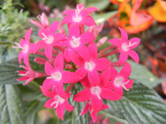 Pentas Graffiti Bright Red (2012, Sep.12) - Pentas Graffiti Red Bright