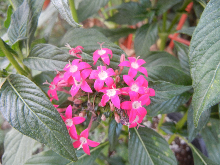 Pentas Graffiti Bright Red (2012, Sep.20)