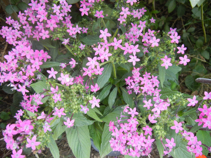 Pentas Graffiti Violet (2012, Sep.20)