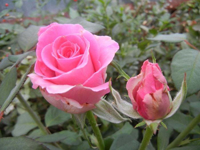 Rose Pink Peace (2012, September 14) - Rose Pink Peace