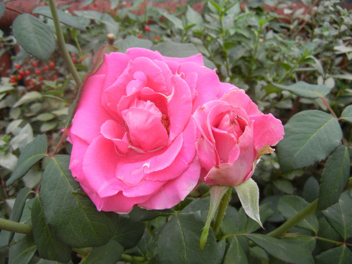 Rose Pink Peace (2012, September 16)