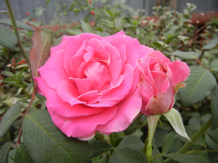 Rose Pink Peace (2012, September 16)