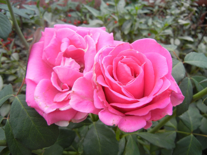 Rose Pink Peace (2012, September 20)
