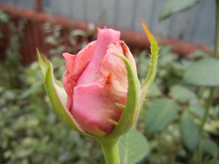 Rose Pink Peace (2012, September 20)