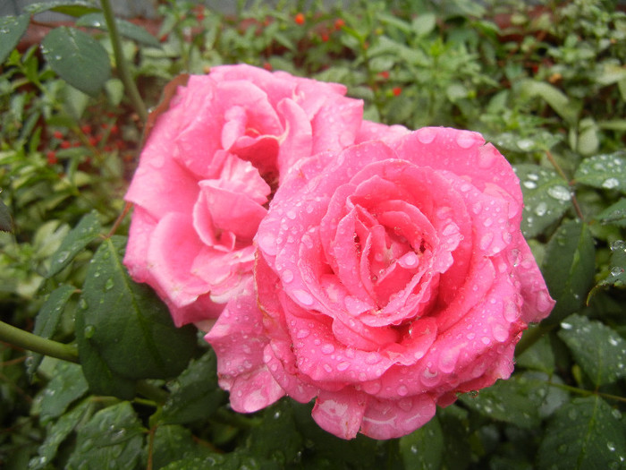 Rose Pink Peace (2012, September 21)