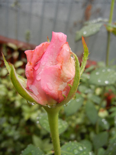 Rose Pink Peace (2012, September 21)