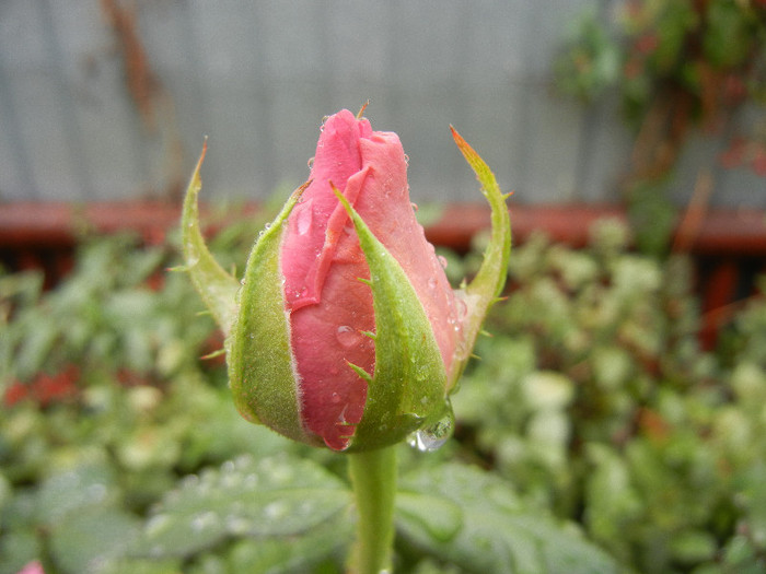 Rose Pink Peace (2012, September 21)