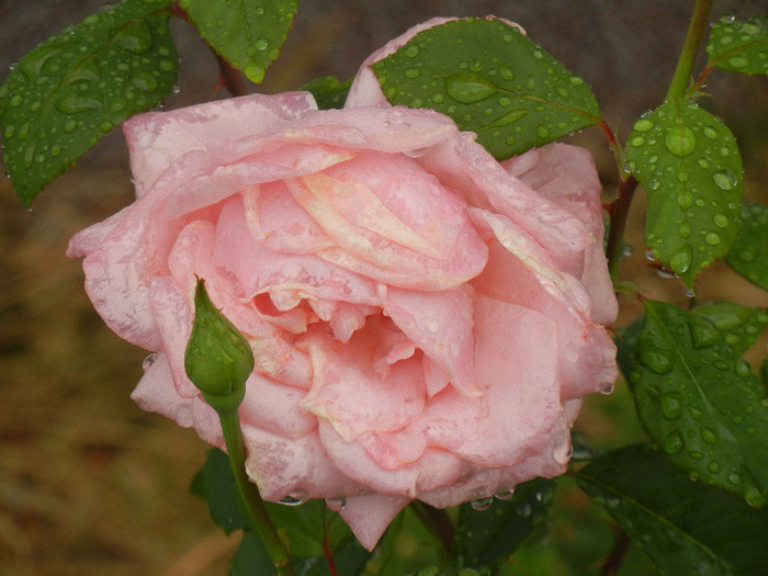 Rose Queen Elisabeth (2012, Sep.21) - Rose Queen Elisabeth