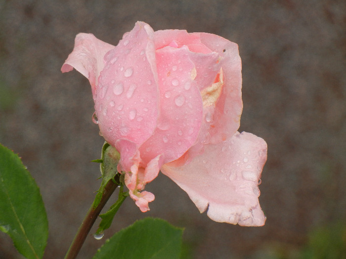 Rose Queen Elisabeth (2012, Sep.21)