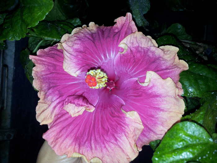 dar e ata de frumos - plantele mele