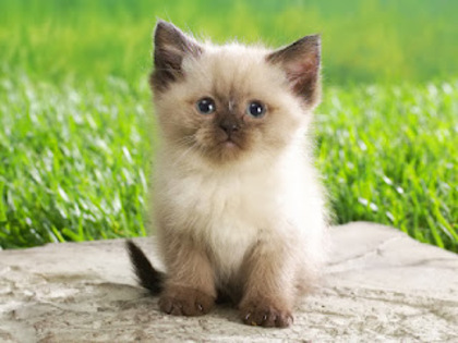 Persian_kitten - Pisicuteee micutze