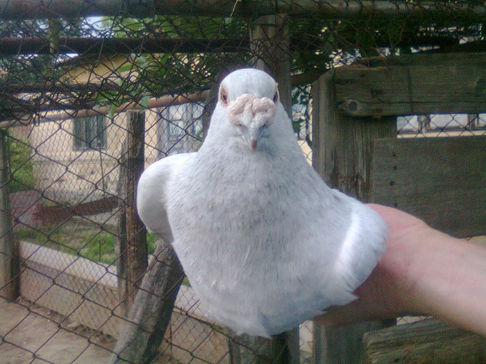 mascul 2009