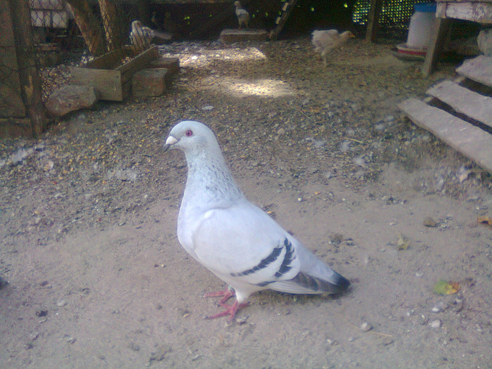 femela 2010