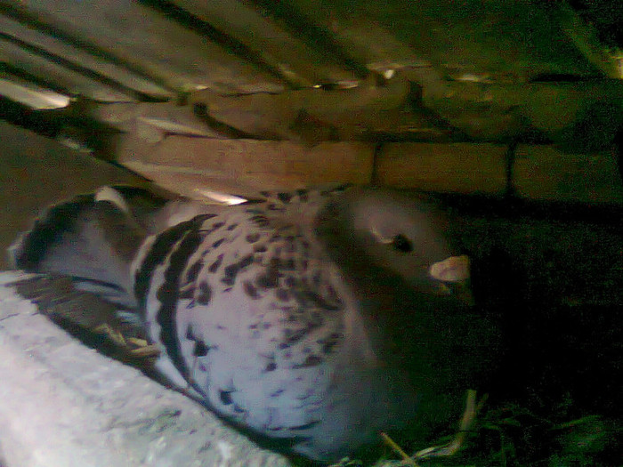 femela 2007
