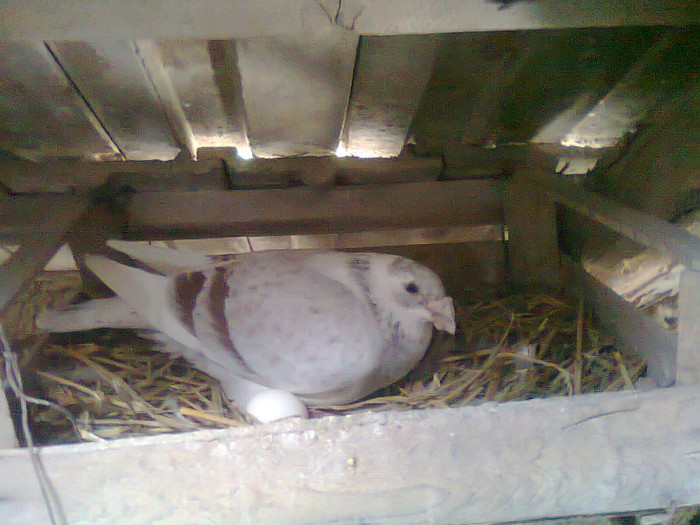 mascul 2010