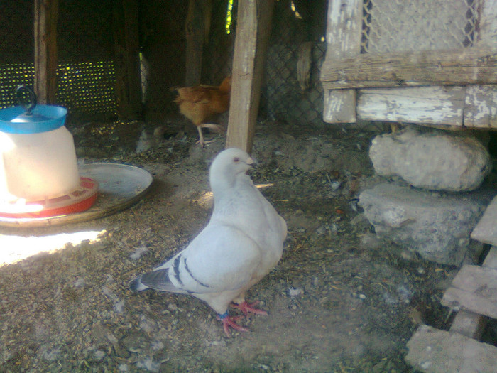 femela 2008