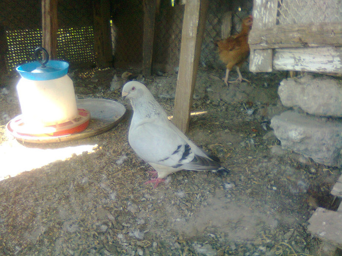 femela 2008