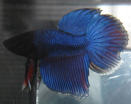 Mascul VT tanar - Betta Splendens