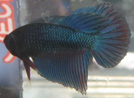 Mascul 2012 - Betta Splendens