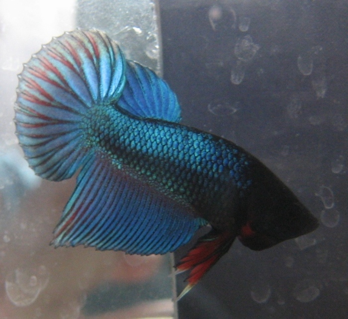 Betta 2012 - Betta Splendens