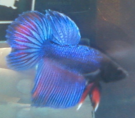 Betta VT - Betta Splendens