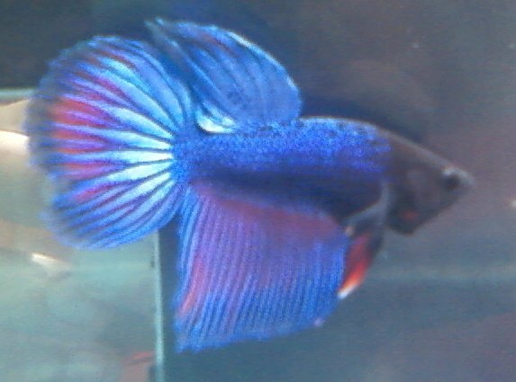 betta vt - Betta Splendens