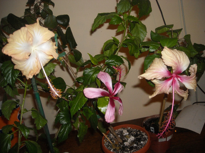 Hibiscus grup