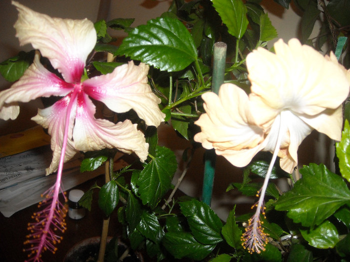 Hibiscus Rowenas Weeding   Cream Lady