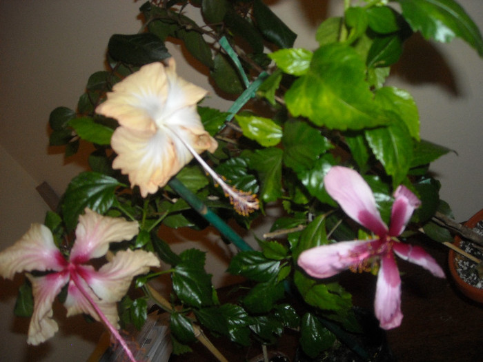 Hibiscus grup