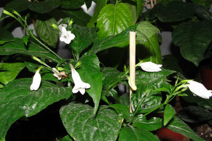  - Ruellia graecizant alba