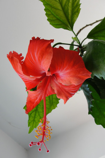 hibiscus Rouge Tropique - B-hibiscus-2012 3