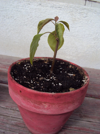 ...si corai de copacel