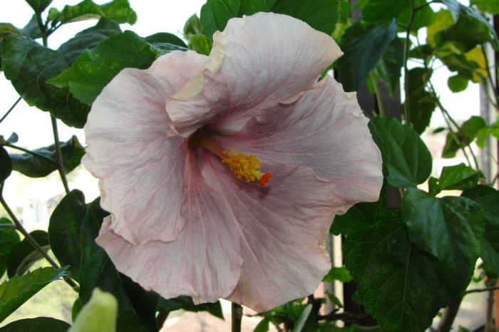 hibiscus Who Knew - B-hibiscus-2012 3