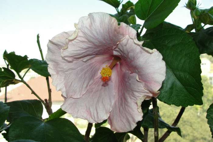 07.09.12 - B-hibiscus-2012 3