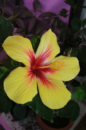 hibiscus Fijian Yellow - B-hibiscus-2012 3
