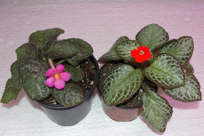 episcia Pink Panter si Little Prince - B-Episcia