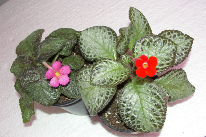  - B-Episcia