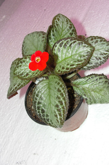  - B-Episcia