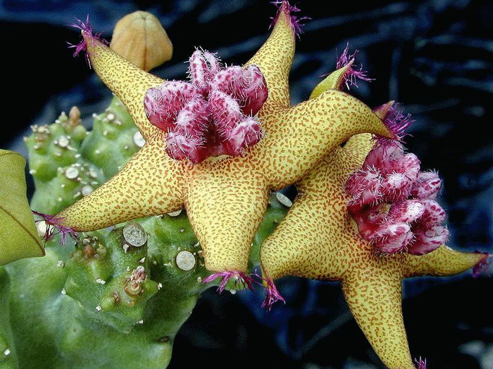 Caralluma lavrani - Wish list