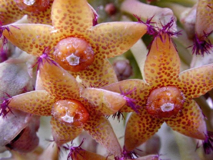 Caralluma penicillata - Wish list