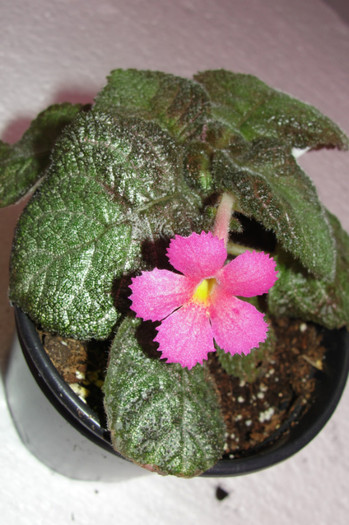  - B-Episcia