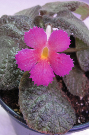  - B-Episcia