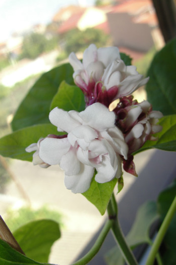  - B-clerodendroni
